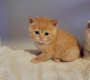 Photo №2 de l'annonce № 89830 de la vente british shorthair - acheter à Allemagne annonce privée