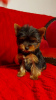 Photos supplémentaires: Chiots yorkshire terrier à vendre