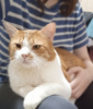Photos supplémentaires: Le charmant chat roux Bonechka cherche un foyer et une famille aimante !