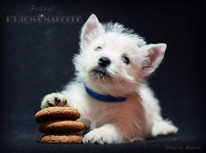 Photos supplémentaires: West Highland White Terrier d'une superbe paire!