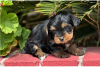 Photo №1. yorkshire terrier - à vendre en ville de Newtown | négocié | Annonce №104856