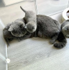 Photo №1. british shorthair - à vendre en ville de Rye | 265€ | Annonce № 122945