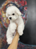 Photo №1. bichon à poil frisé - à vendre en ville de Belgrade | négocié | Annonce №76769