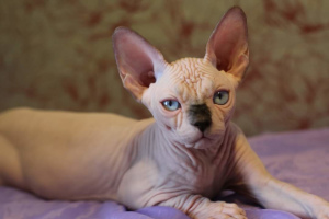 Photo №4. Je vais vendre sphynx en ville de Lipetsk. de la fourrière - prix - 1€