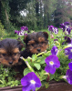 Photo №3. Yorkshire Terriers miniatures. USA