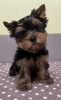 Photo №2 de l'annonce № 89560 de la vente yorkshire terrier - acheter à Suède annonce privée