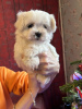 Photo №1. bichon maltais - à vendre en ville de Miami | 284€ | Annonce №87550