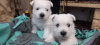 Photos supplémentaires: Meilleurs chiots West Highland White Terrier à vendre