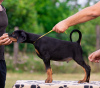 Photos supplémentaires: Chiots Dobermann