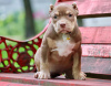 Photo №2 de l'annonce № 116994 de la vente american bully - acheter à Pologne annonce privée