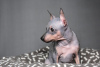 Photos supplémentaires: Chiots American Hairless Terrier