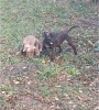 Photos supplémentaires: Chiot pit-bull terrier