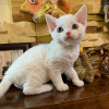 Photo №1. devon rex - à vendre en ville de Helsinki | négocié | Annonce № 118729