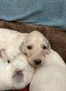 Photo №3. Chiots Saluki, femelles et mâles. Fédération de Russie