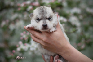 Photo №2 de l'annonce № 6643 de la vente husky de sibérie - acheter à Fédération de Russie éleveur