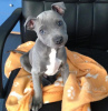 Photo №1. american pit bull terrier - à vendre en ville de Neveronys | 300€ | Annonce №75786