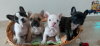 Photo №1. bouledogue - à vendre en ville de Hannover | 360€ | Annonce №118269