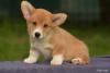 Photo №4. Je vais vendre welsh corgi en ville de Моршанск. annonce privée, éleveur - prix - Gratuit