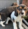 Photo №2 de l'annonce № 127541 de la vente beagle - acheter à La finlande annonce privée