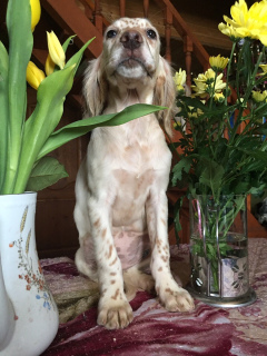 Photos supplémentaires: Dans le chenil Allure Show, des chiots Setter anglais sont à vendre!