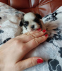 Photo №4. Je vais vendre shih tzu en ville de Wieluń. éleveur - prix - négocié