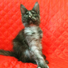 Photo №1. maine coon - à vendre en ville de Samara | 280€ | Annonce № 7618