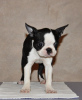 Photos supplémentaires: Chiots boston terrier à vendre