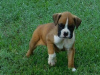 Photo №1. boxer - à vendre en ville de Karlsruhe | Gratuit | Annonce №123914