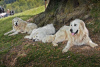 Photo №3. Chien de berger de la Maremme. La Grande-Bretagne