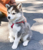 Photo №1. husky de sibérie - à vendre en ville de Tel Aviv | 500€ | Annonce №96779