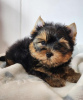 Photo №1. yorkshire terrier - à vendre en ville de Pécs | négocié | Annonce №110168