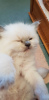 Photo №4. Je vais vendre ragdoll en ville de Virginia Beach. annonce privée - prix - 284€