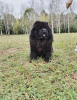 Photos supplémentaires: Chiens Chow Chow à vendre