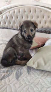 Photos supplémentaires: Chiots de chien-loup tchécoslovaque à vendre