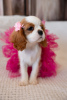 Photo №1. cavalier king charles spaniel - à vendre en ville de Cracovie | 1800€ | Annonce №43857