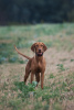 Photos supplémentaires: Chiot Vizsla hongrois