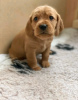 Photo №1. labrador retriever - à vendre en ville de Winterswijk | 450€ | Annonce №13824