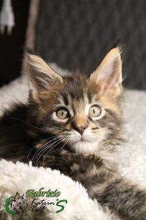 Photo №3. Fabrizio Maine Coon Boy. Fédération de Russie