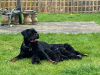 Photo №1. rottweiler - à vendre en ville de Вашингтон | négocié | Annonce №114831