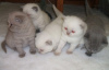 Photo №1. scottish fold - à vendre en ville de Turku | négocié | Annonce № 76238