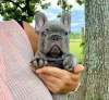 Photo №1. bouledogue - à vendre en ville de Tampa | 360€ | Annonce №110718