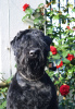 Photo №3. Terrier noir russe. Pologne
