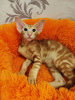 Photo №1. oriental shorthair - à vendre en ville de Bruges | Gratuit | Annonce № 127670