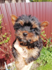 Photo №1. yorkshire terrier - à vendre en ville de Riga | 450€ | Annonce №100417