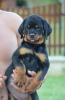 Photos supplémentaires: rottweiler