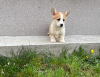 Photo №1. welsh corgi - à vendre en ville de Zrenjanin | négocié | Annonce №98687