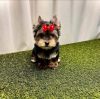 Photo №4. Je vais vendre yorkshire terrier en ville de Chicago. annonce privée, éleveur - prix - 379€