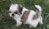 Photo №2 de l'annonce № 9233 de la vente shih tzu - acheter à USA 