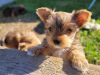 Photo №4. Je vais vendre biewer yorkshire terrier en ville de Miechów. éleveur - prix - négocié