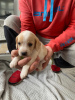 Photo №1. beagle - à vendre en ville de Калифорния Сити | 331€ | Annonce №64317